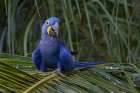 Hyacinth macaw, Mato Grosso, Pantanal, Brazil, South America Art Print